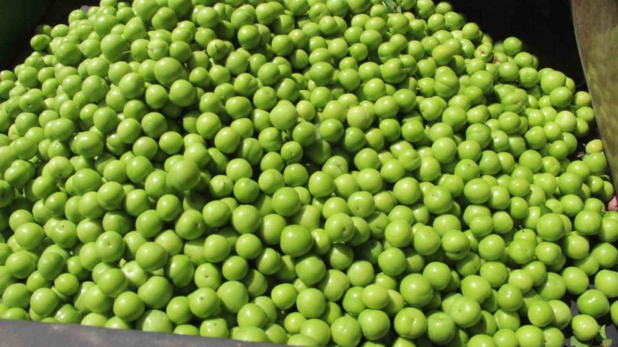 Kilosu 50 İle 350 Tl Arasında: Mersin’de Açıkta Erik Hasadı Başladı