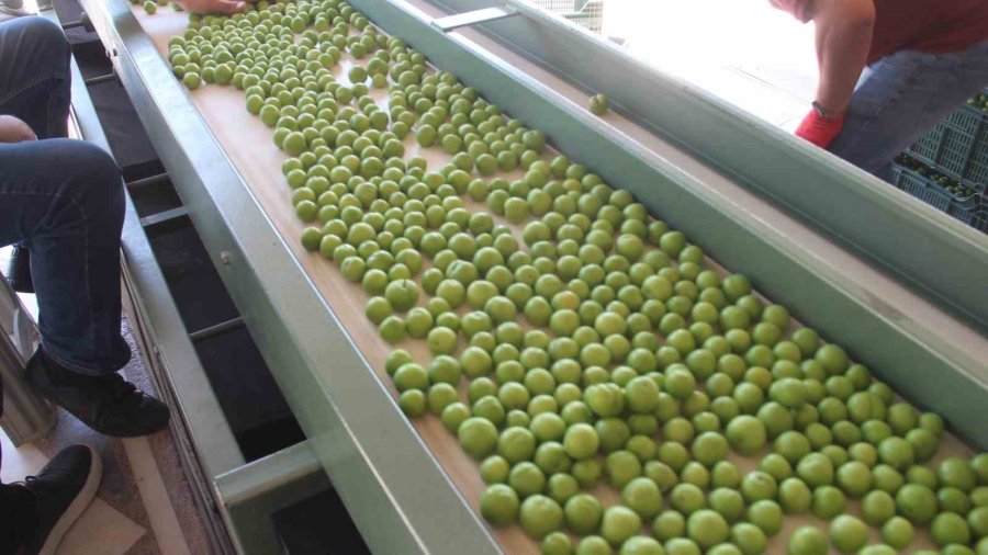 Kilosu 50 İle 350 Tl Arasında: Mersin’de Açıkta Erik Hasadı Başladı