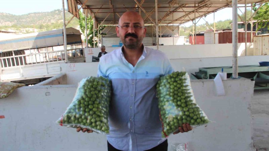 Kilosu 50 İle 350 Tl Arasında: Mersin’de Açıkta Erik Hasadı Başladı