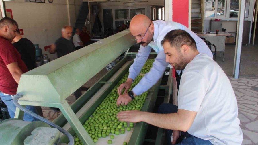 Kilosu 50 İle 350 Tl Arasında: Mersin’de Açıkta Erik Hasadı Başladı