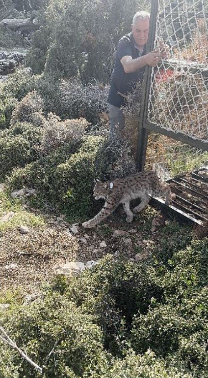 Antalya’da Yakalanan Balkan Vaşağı Gps İle Takip Edilecek