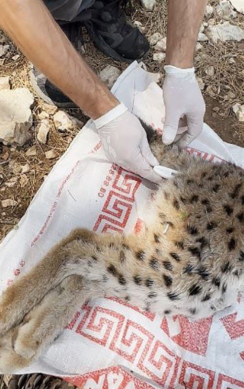 Antalya’da Yakalanan Balkan Vaşağı Gps İle Takip Edilecek