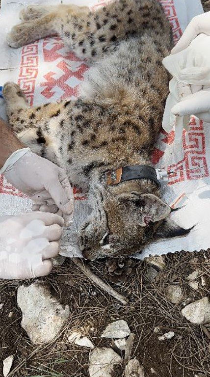 Antalya’da Yakalanan Balkan Vaşağı Gps İle Takip Edilecek
