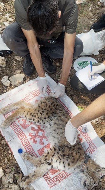 Antalya’da Yakalanan Balkan Vaşağı Gps İle Takip Edilecek