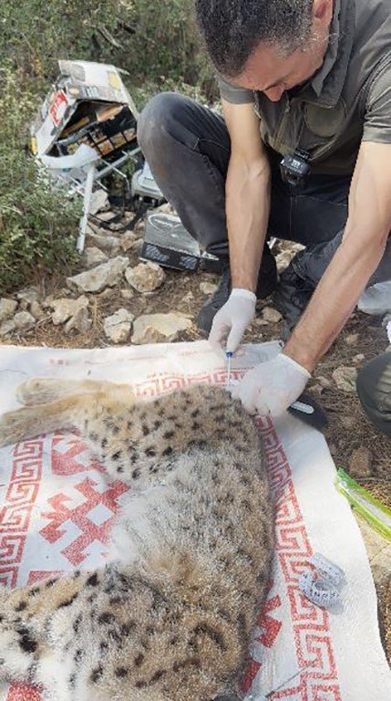 Antalya’da Yakalanan Balkan Vaşağı Gps İle Takip Edilecek