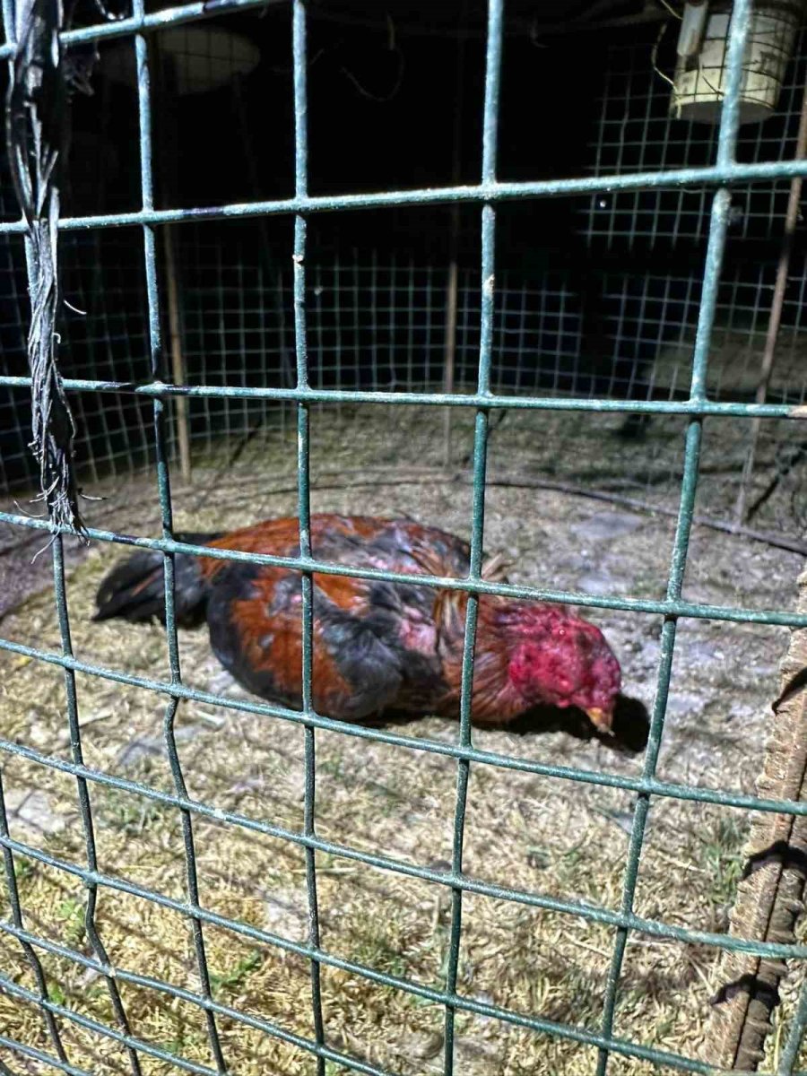 Horoz Dövüşüne Jandarma Baskını