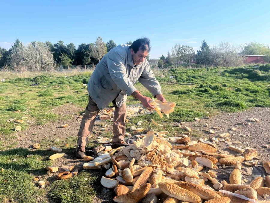 Hayvanlar İçin 30 Yıllık Mücadelesine Motosikletinin Çalınması Bile Engel Olmadı