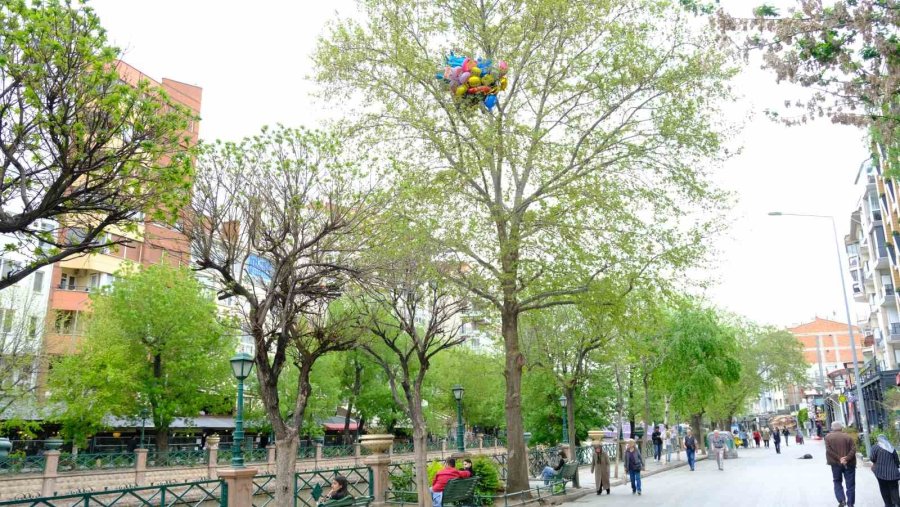 Satıcının Elinden Kaçırdığı Uçan Balonlar Ağaca Takılı Kaldı