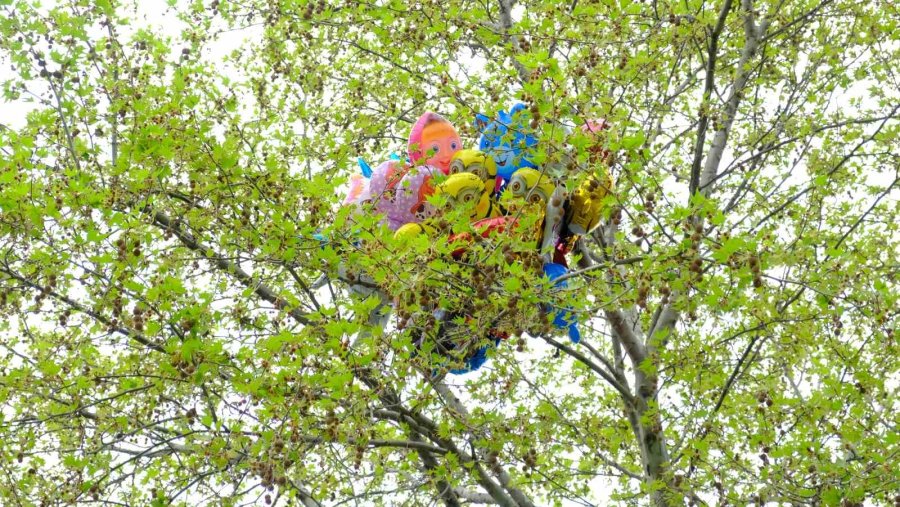 Satıcının Elinden Kaçırdığı Uçan Balonlar Ağaca Takılı Kaldı