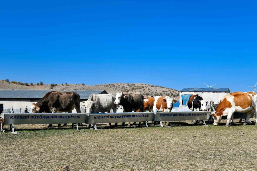 Yeni Dönemde De Besicilerin Su Faturasının Yüzde 50’si Kayseri Büyükşehir’den