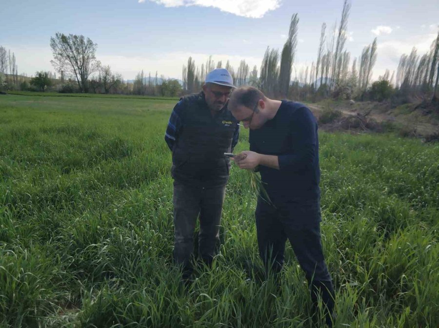 Beyşehir’de Arpa Yaprak Yanıklığı Hastalığı Tespit Edildi