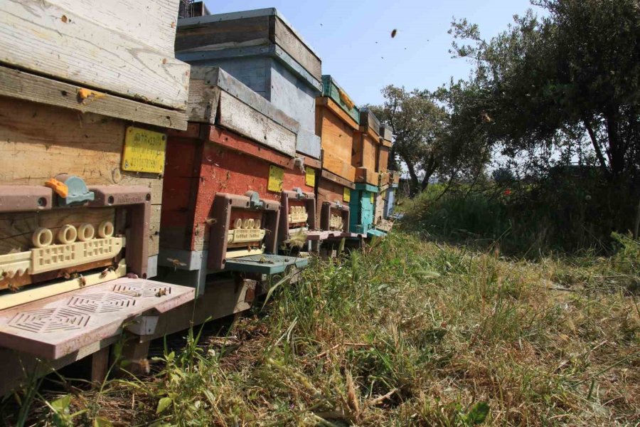 Mersin’de ’narenciye Balı Hasat Şenliği’ Düzenlendi
