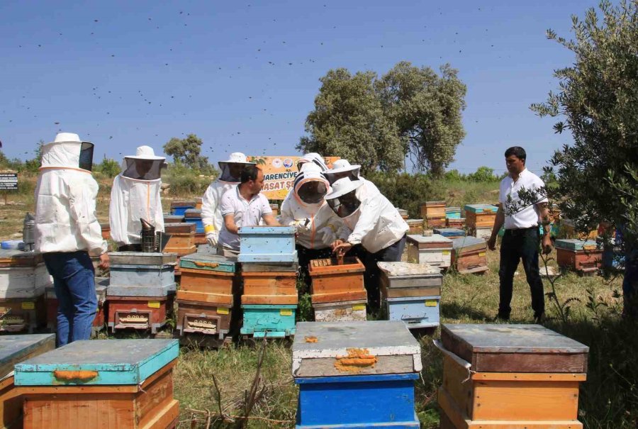 Mersin’de ’narenciye Balı Hasat Şenliği’ Düzenlendi