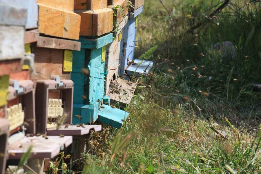 Mersin’de ’narenciye Balı Hasat Şenliği’ Düzenlendi