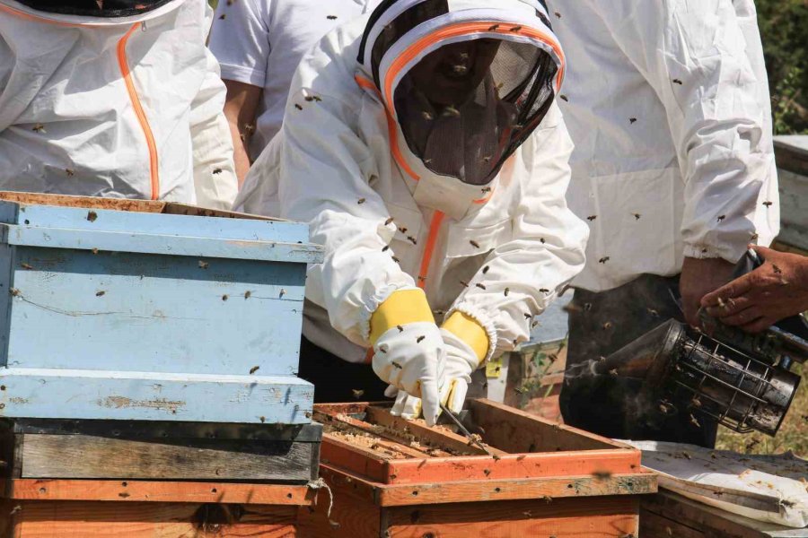 Mersin’de ’narenciye Balı Hasat Şenliği’ Düzenlendi