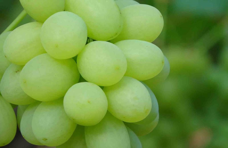 Turfanda Üzüm Hasadı Başladı