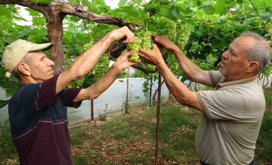 Turfanda Üzüm Hasadı Başladı