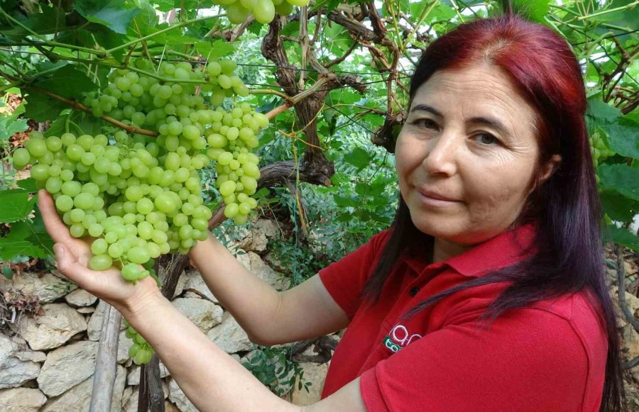 Turfanda Üzüm Hasadı Başladı