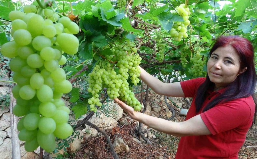 Turfanda Üzüm Hasadı Başladı