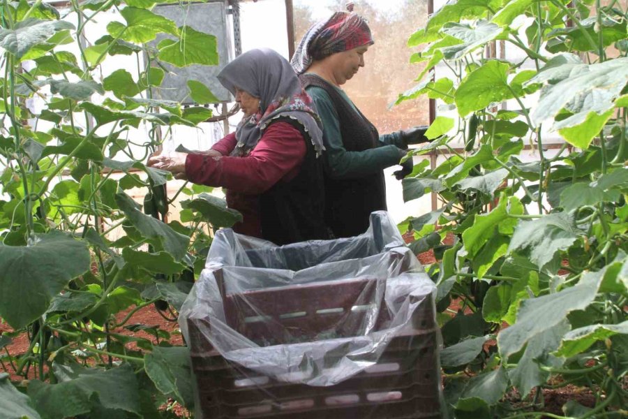 Akdeniz Üniversitesi, Antalyalıların Gıda İhtiyaçlarını Karşılayacak