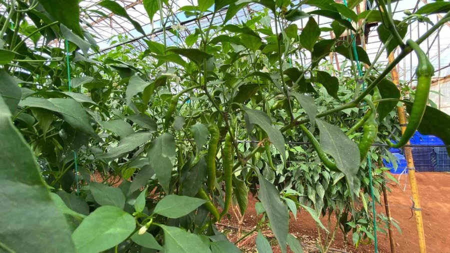 Akdeniz Üniversitesi, Antalyalıların Gıda İhtiyaçlarını Karşılayacak