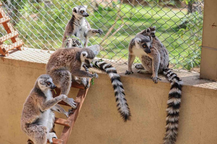 Antalya Doğal Yaşam Parkı, Yeni Yavrularla Coşkulu Bir Bahar Yaşıyor