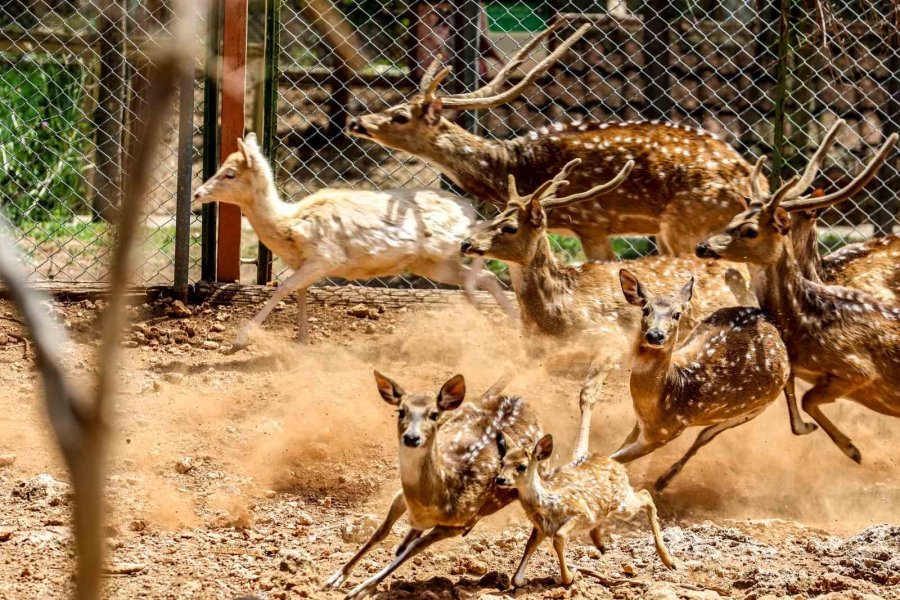 Antalya Doğal Yaşam Parkı, Yeni Yavrularla Coşkulu Bir Bahar Yaşıyor