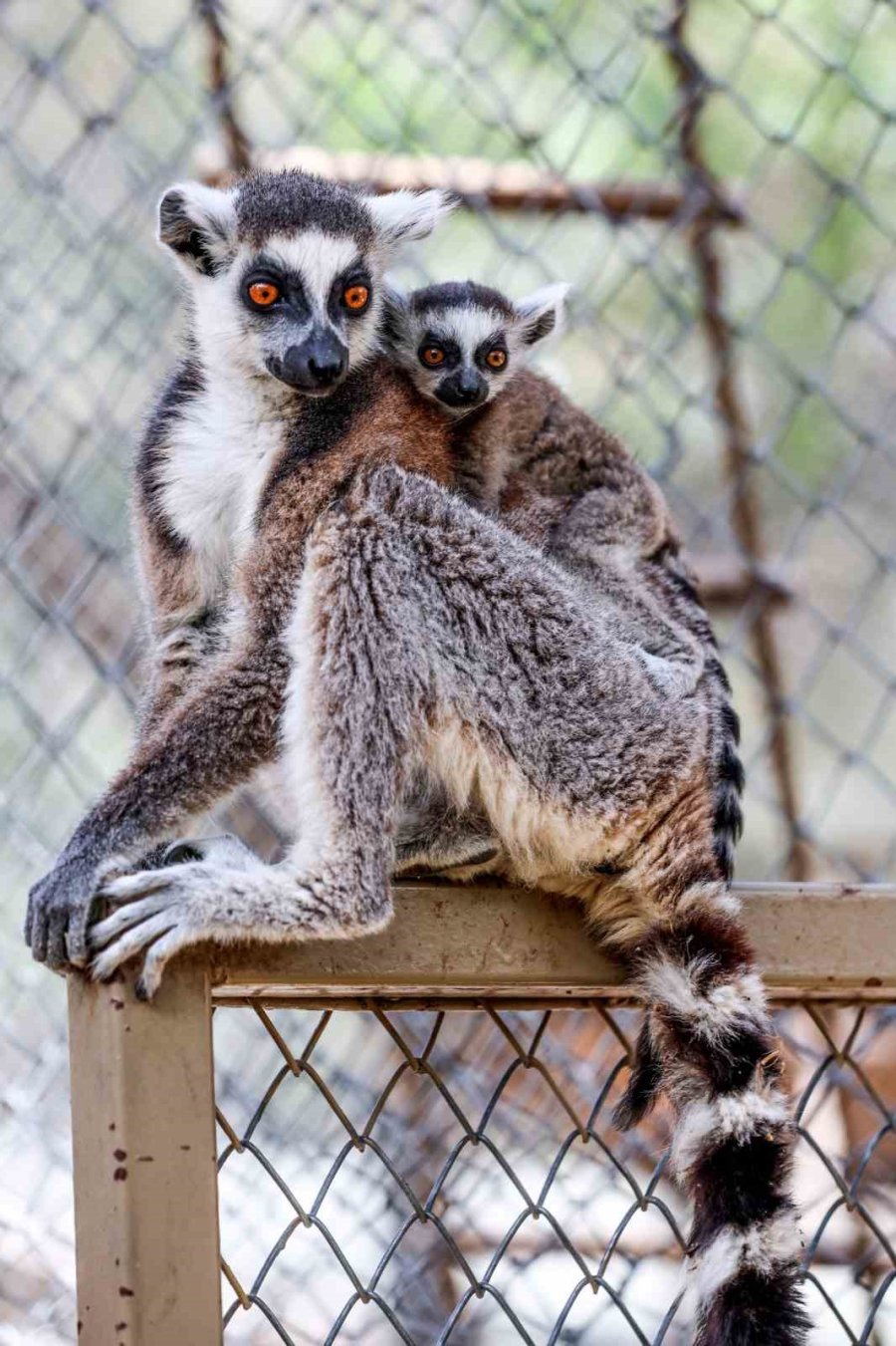 Antalya Doğal Yaşam Parkı, Yeni Yavrularla Coşkulu Bir Bahar Yaşıyor
