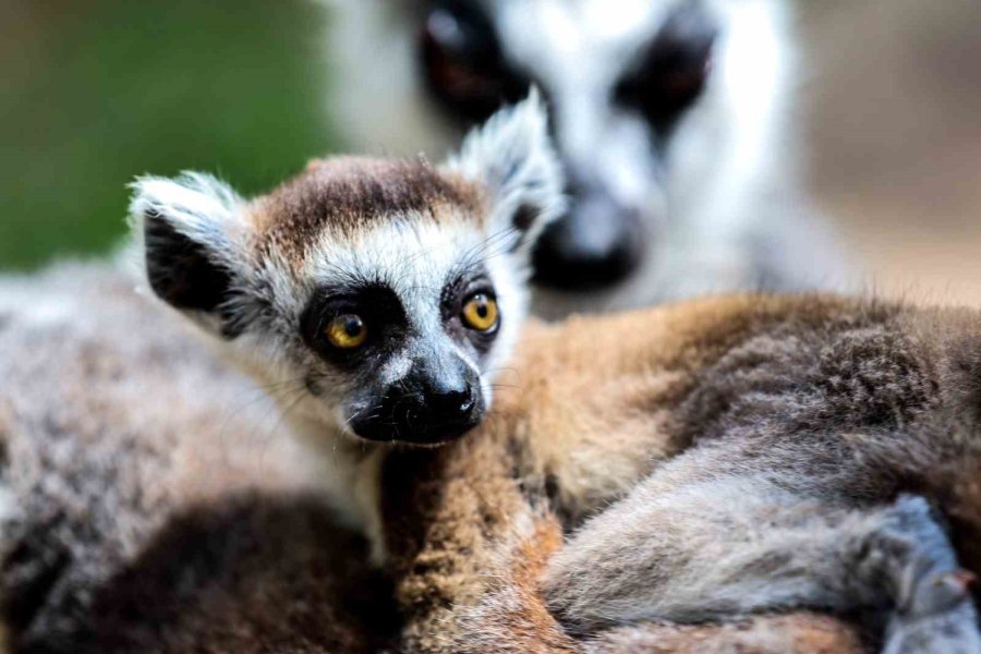 Antalya Doğal Yaşam Parkı, Yeni Yavrularla Coşkulu Bir Bahar Yaşıyor