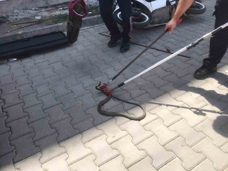 Gazipaşa’da Yılan Paniği