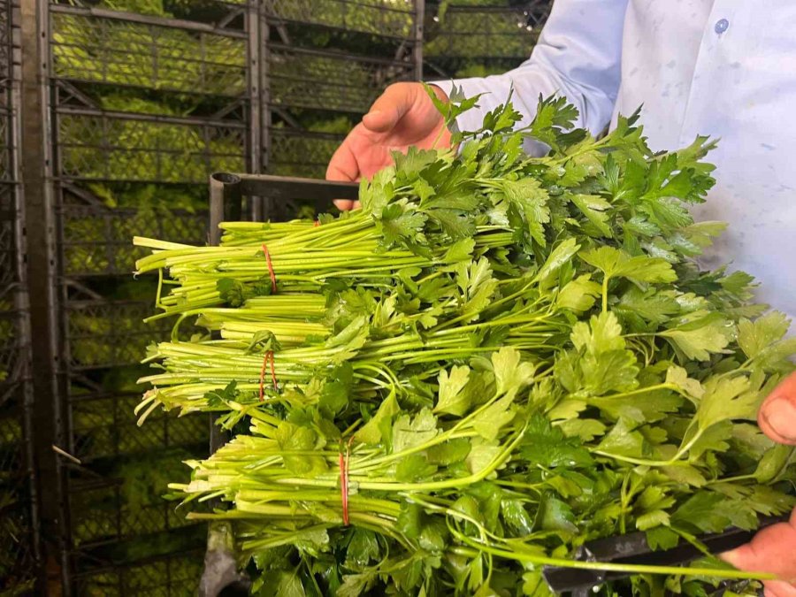 Enflasyonda Düşüşe ’yeşillik’ Desteği