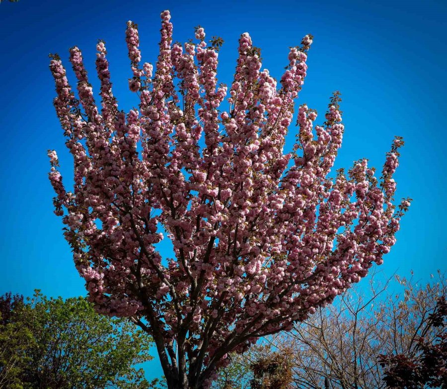 Sakuralar Konya’da Çiçek Açtı, Görüntüler Hayran Bıraktı