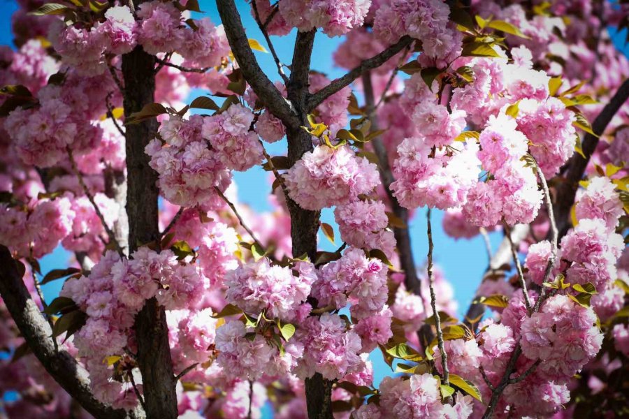 Sakuralar Konya’da Çiçek Açtı, Görüntüler Hayran Bıraktı