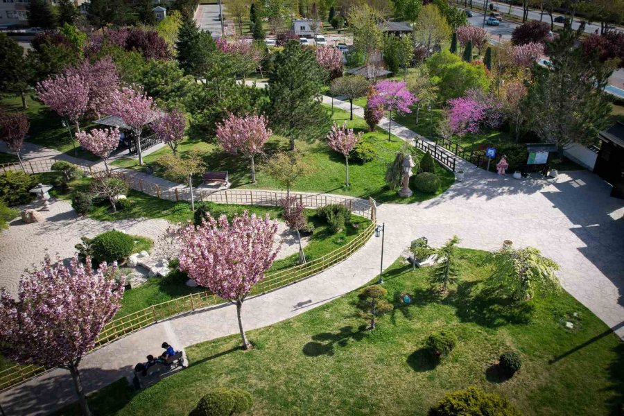 Sakuralar Konya’da Çiçek Açtı, Görüntüler Hayran Bıraktı