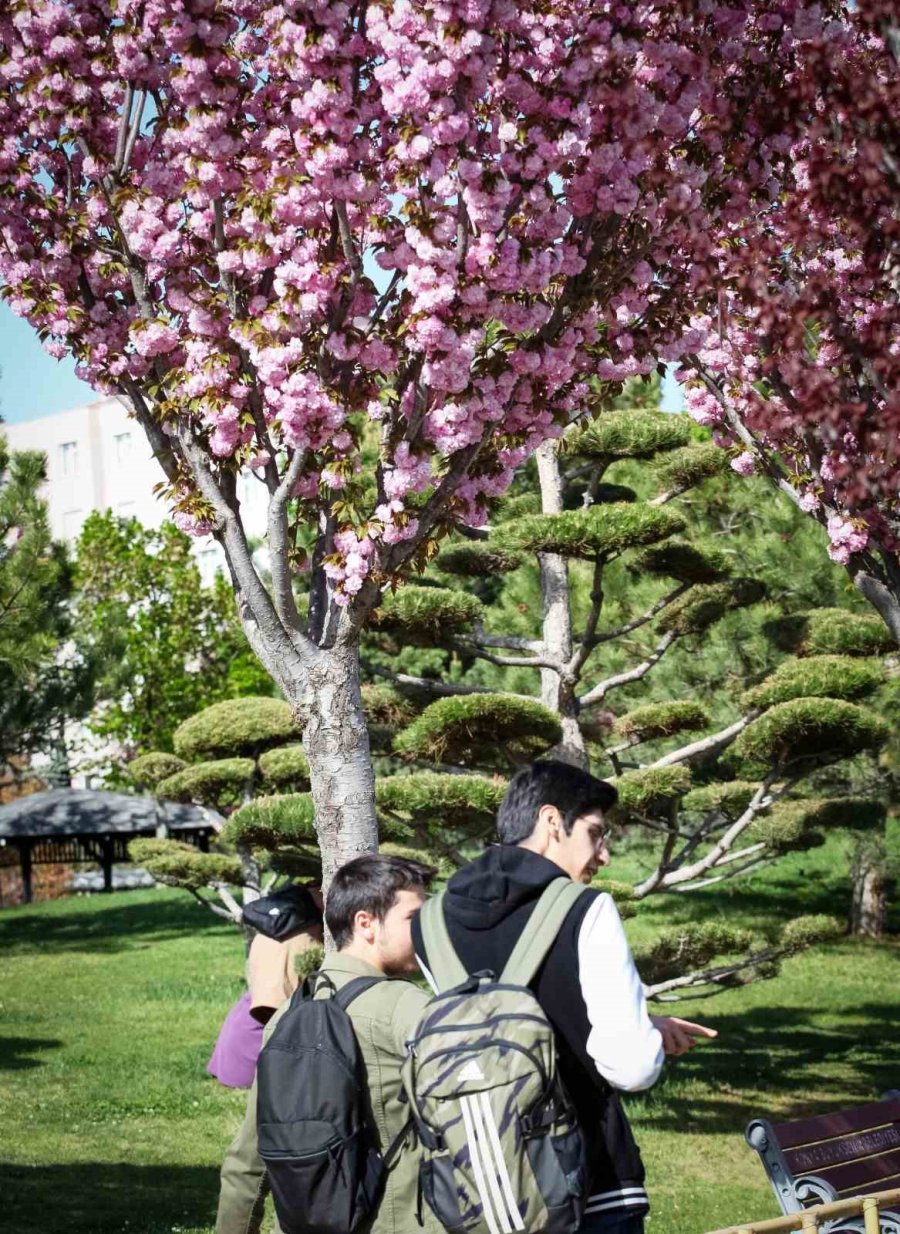 Sakuralar Konya’da Çiçek Açtı, Görüntüler Hayran Bıraktı