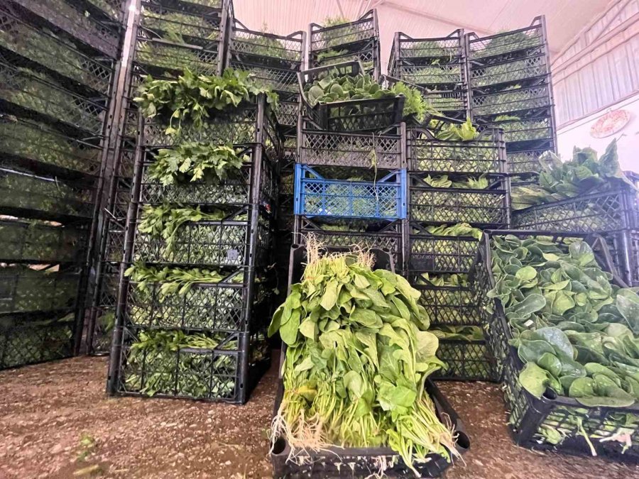 Enflasyonda Düşüşe ’yeşillik’ Desteği