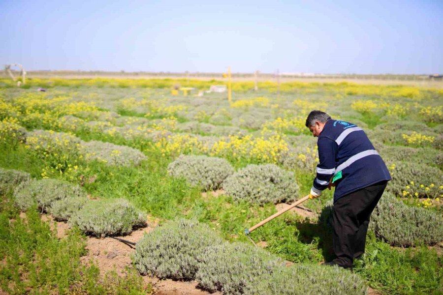 Aksaray’ın Lavanta Bahçesinde Bahar Bakımları Yapıldı
