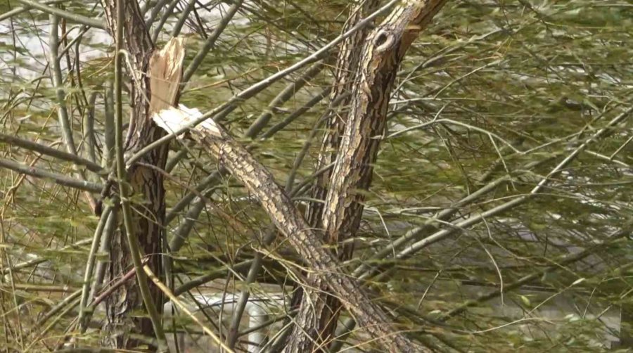 Aksaray’da Fırtına Ve Toz Bulutu Etkili Oluyor