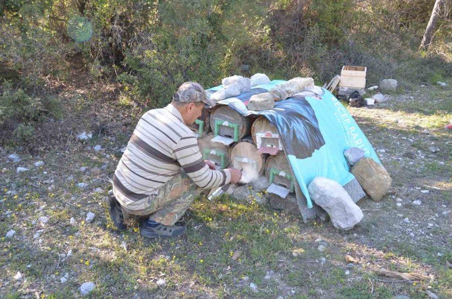 Arıcılar Yeni Sezona Hazırlanıyor