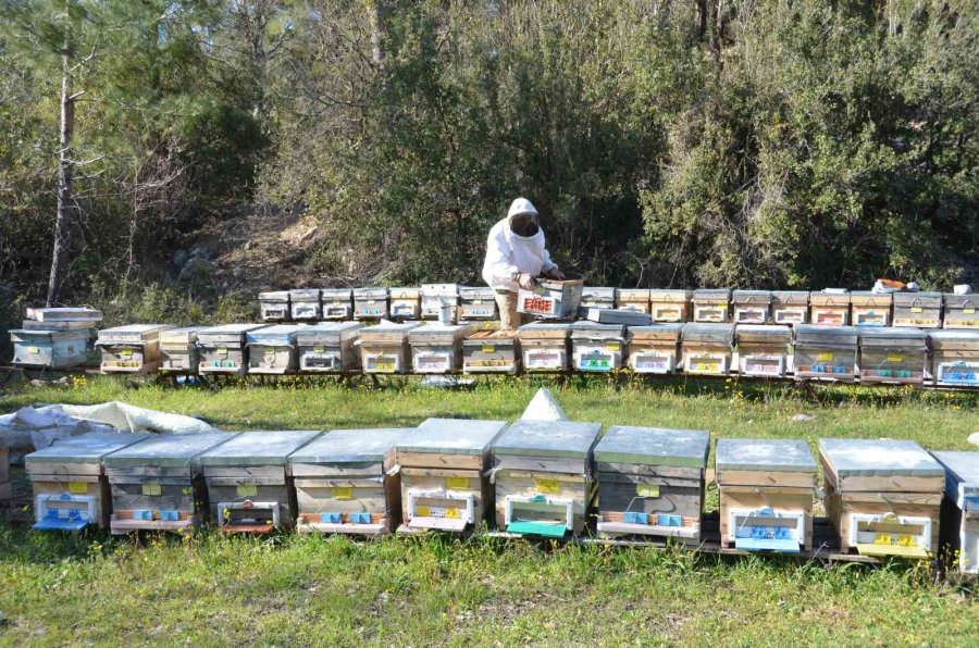 Arıcılar Yeni Sezona Hazırlanıyor