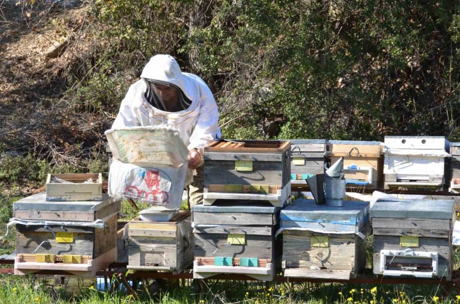 Arıcılar Yeni Sezona Hazırlanıyor