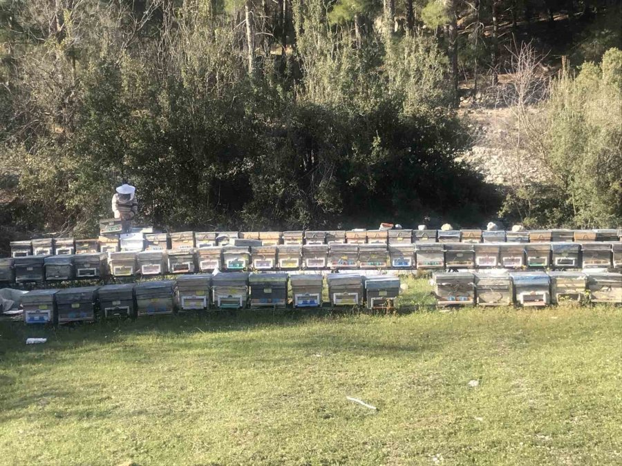 Arıcılar Yeni Sezona Hazırlanıyor