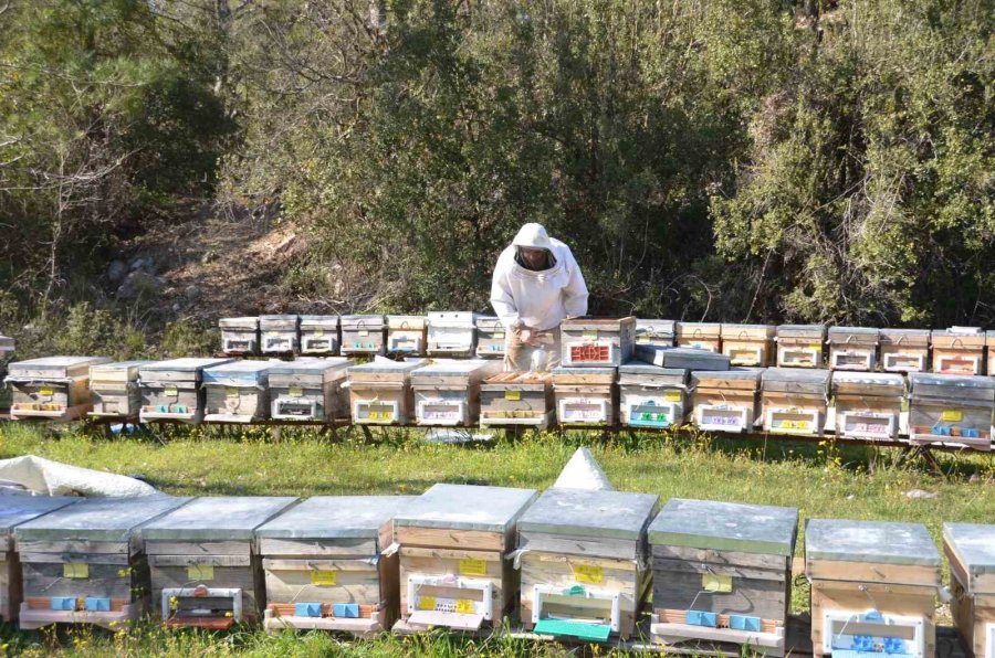Arıcılar Yeni Sezona Hazırlanıyor