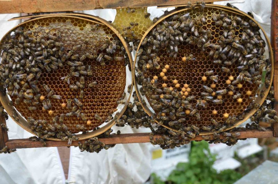 Arıcılar Yeni Sezona Hazırlanıyor