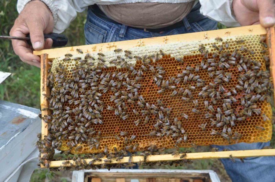 Arıcılar Yeni Sezona Hazırlanıyor