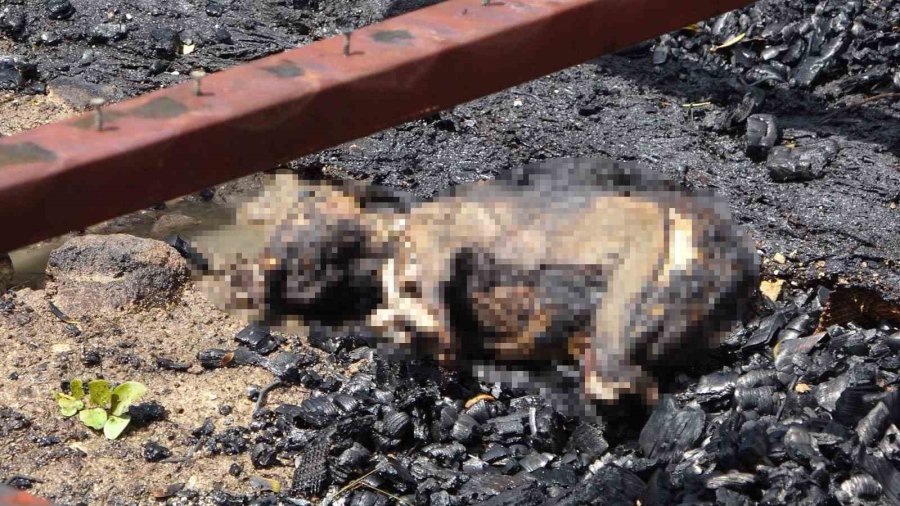 Ahşap Barakada Çıkan Yangında 2 Köpeği İle Birlikte Feci Şekilde Can Verdi