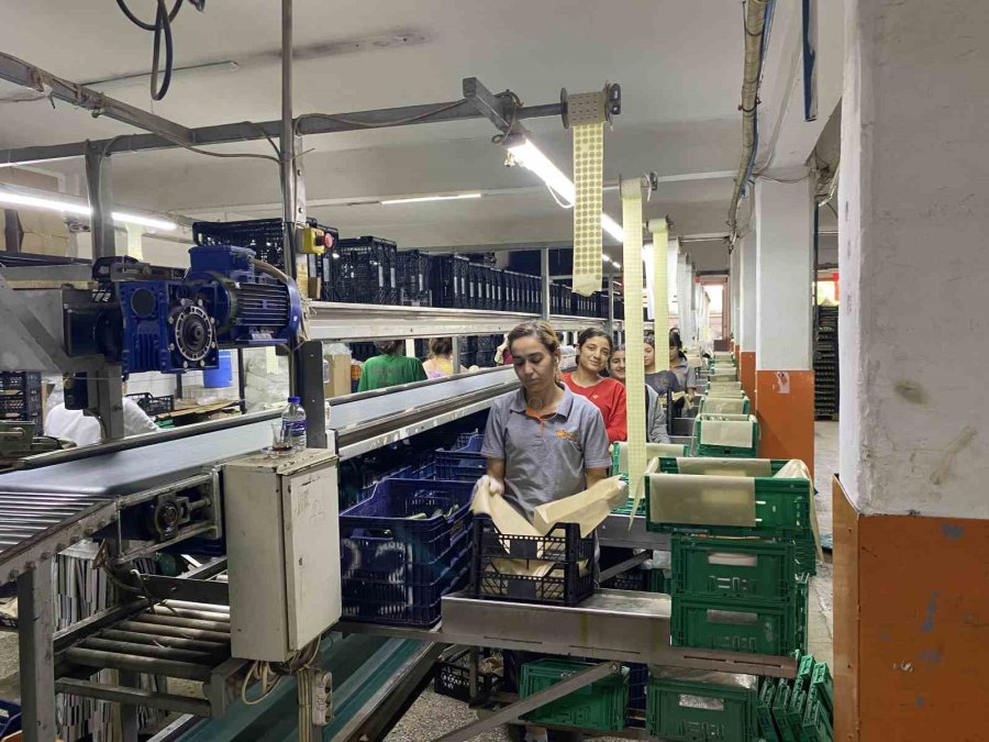 Antalya Hali’nin Yükünü Kadınlar Çekiyor