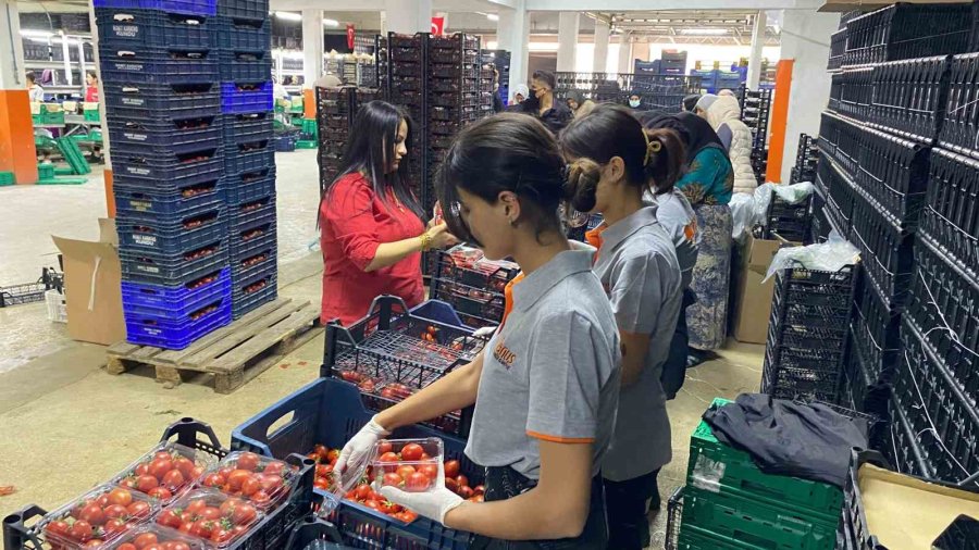 Antalya Hali’nin Yükünü Kadınlar Çekiyor