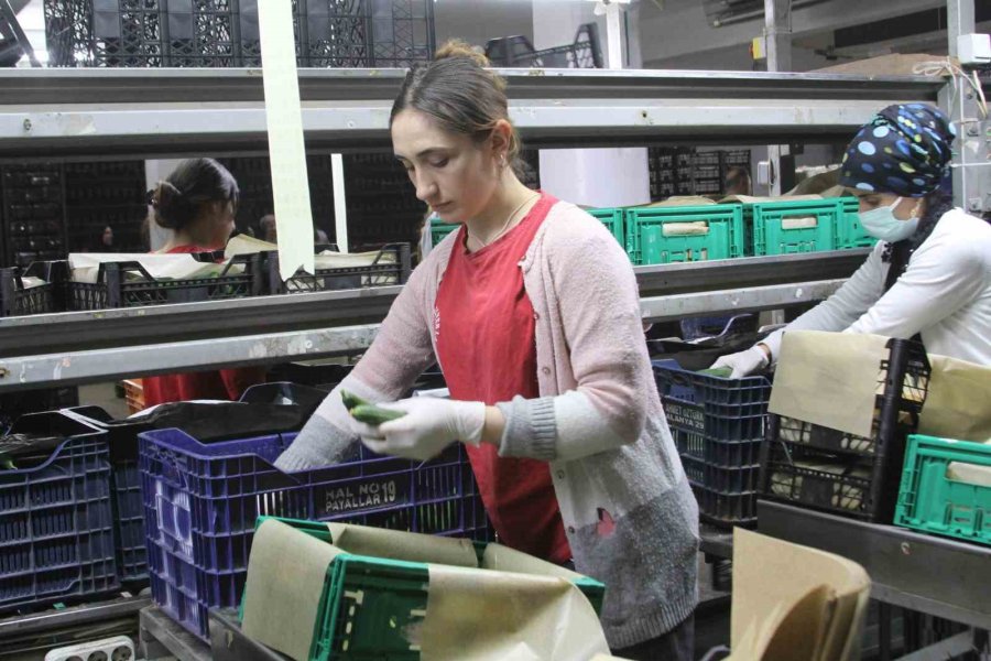 Antalya Hali’nin Yükünü Kadınlar Çekiyor