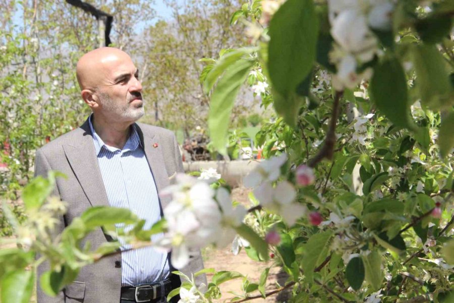 Karaman’da 15 Milyon Elma Ağacı Aynı Anda Çiçek Açtı